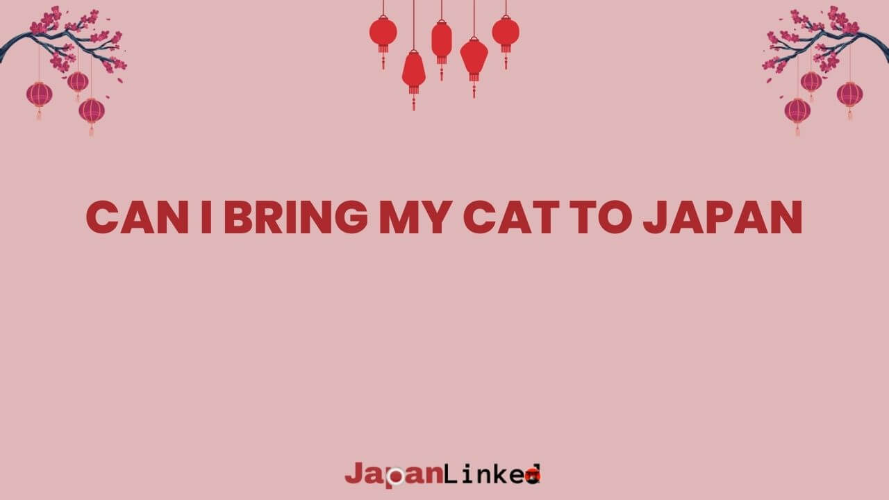 Can I Bring My Cat to Japan? Your Purr-fect Guide to Feline Immigration