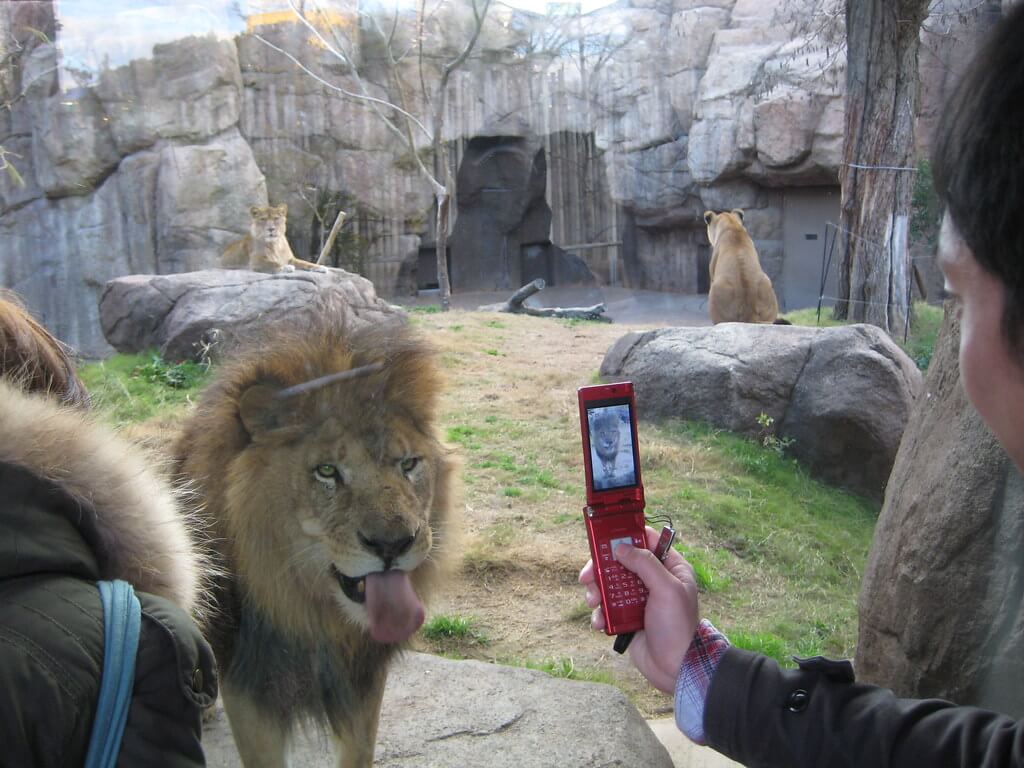 Connectivity Options in Japan: Staying Connected During Your Trip