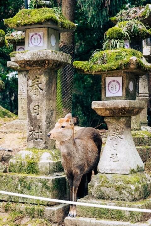 Day 6: Nara Day Trip + Osaka