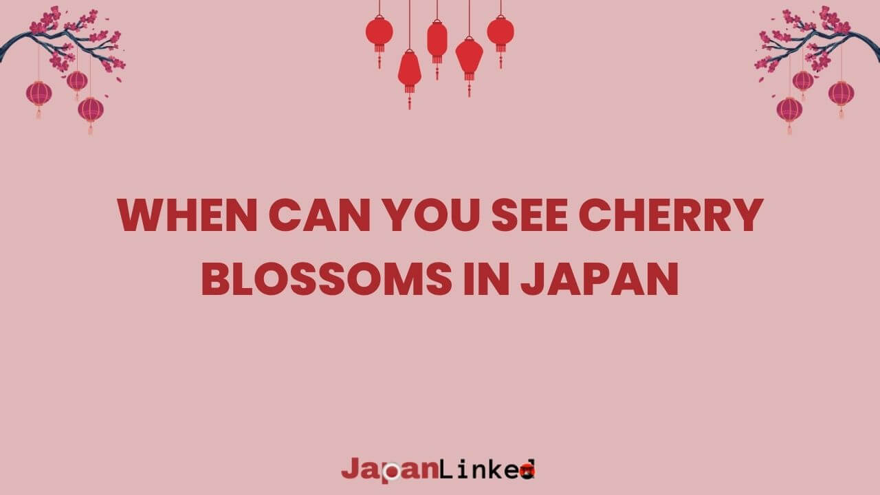 When Can You See Cherry Blossoms in Japan? Chasing Sakura from Okinawa to Hokkaido