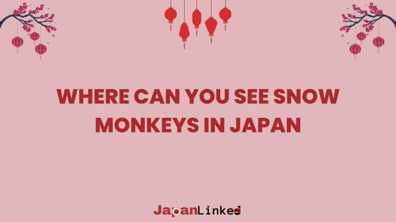 Where Can You See Snow Monkeys in Japan: Ultimate Guide to Jigokudani's Hot Spring Macaques