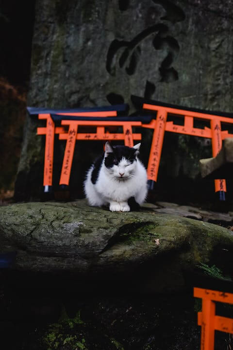 Why Japan is Perfect for Solo Travel